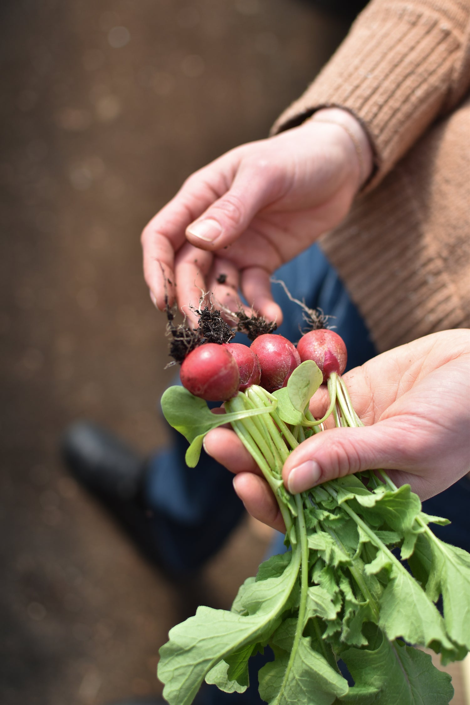 Person holding a bunch of radishes with green leaves in an outdoor setting