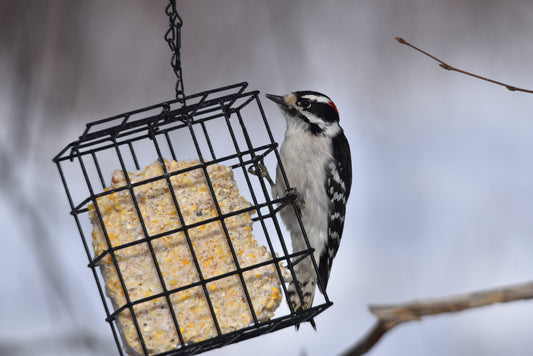 Britain Kept Its Suet. America Fed It to the Birds.