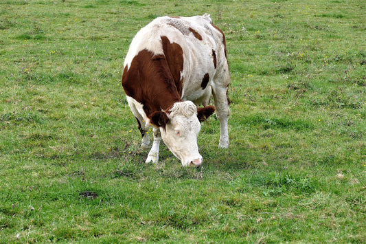 Cow eating grass
