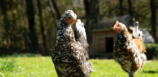Frequently Asked Questions: Pasture-Raised Chicken FAQ