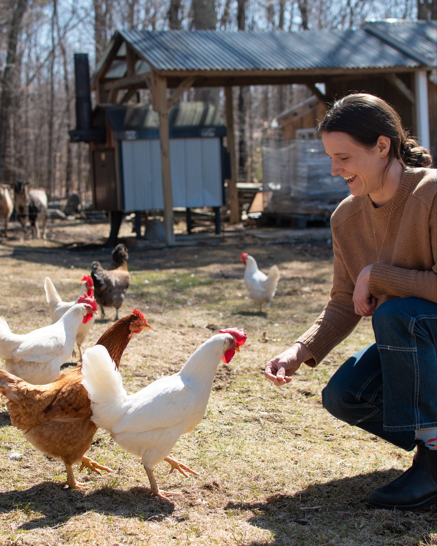 Woman feeding chickens in an outdoor setting with a barn in the background